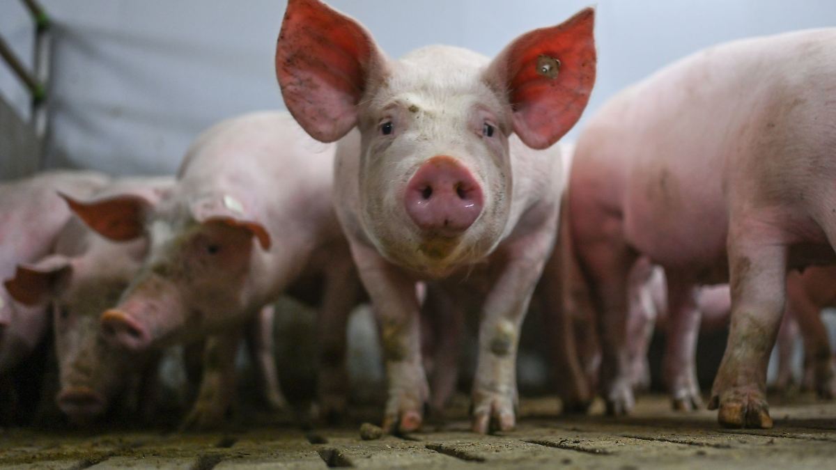 Ministerin: Stopp von Förderung verunsichert Schweinehalter