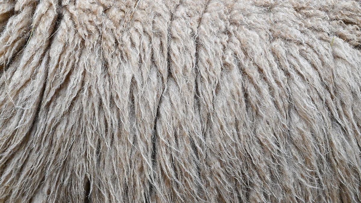 Mann verbrennt Wolle - und muss mit hoher Geldstrafe rechnen