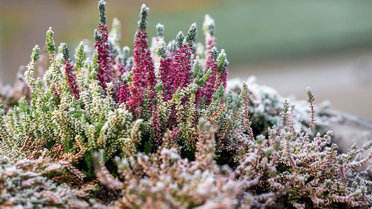 Herbstwetter in Bayern – Bodenfrost erwartet