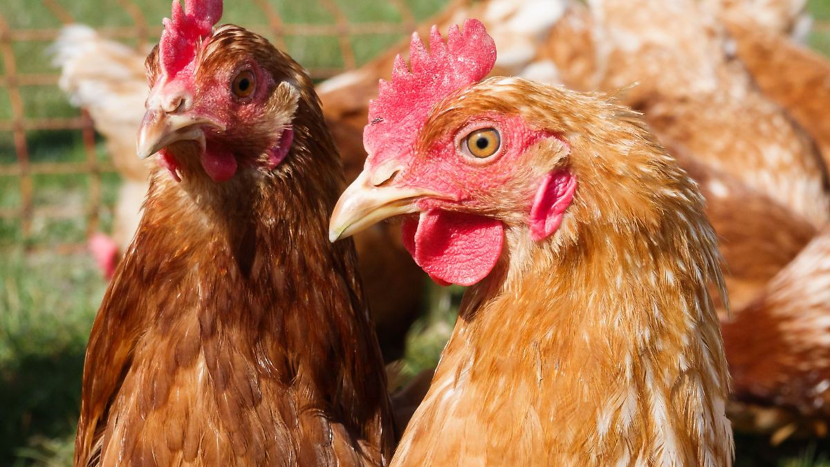 Geflügelwirtschaft sieht sich als systemrelevant