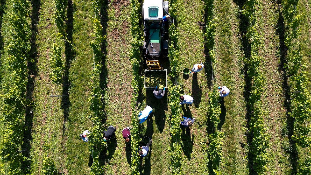 Ernte auf Landesweingut in vollem Gange