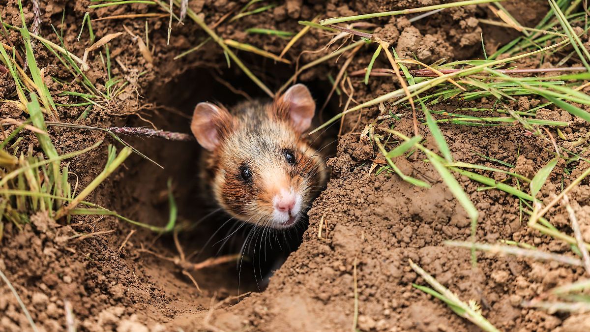 EU-Millionen für Feldhamster in Sachsen