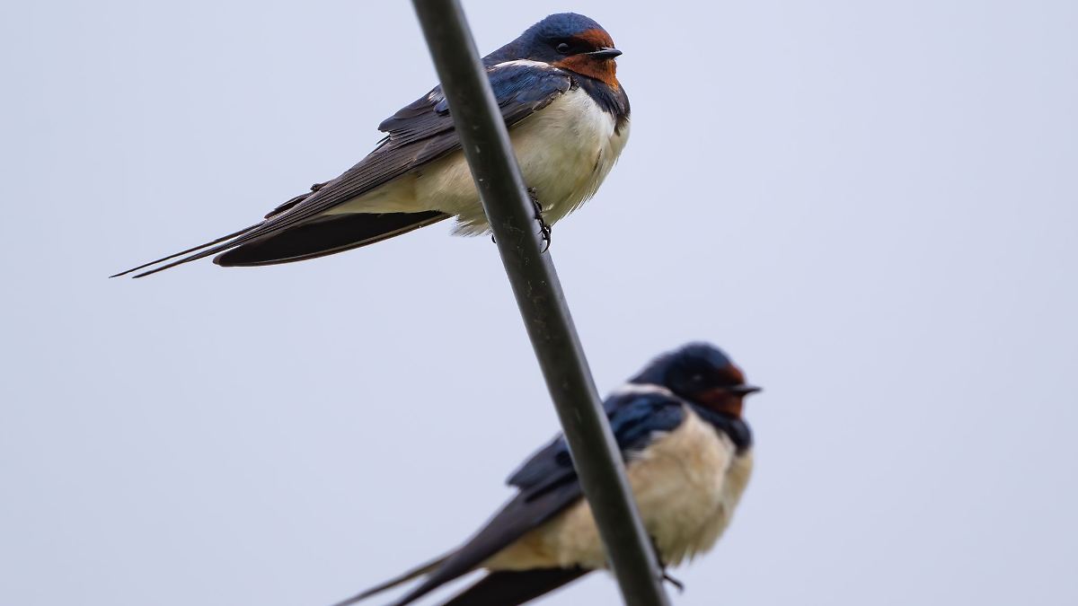 Kein einfacher Sommer für Schwalben in Bayern
