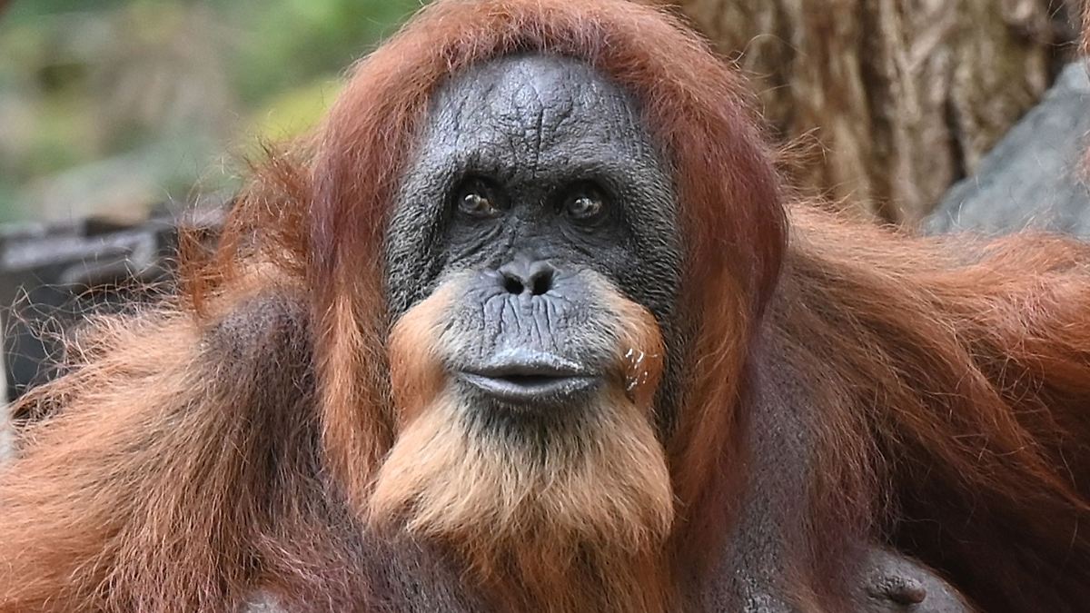 Naturfilmpreis für Orang-Utan-Doku und Bären-Reportage