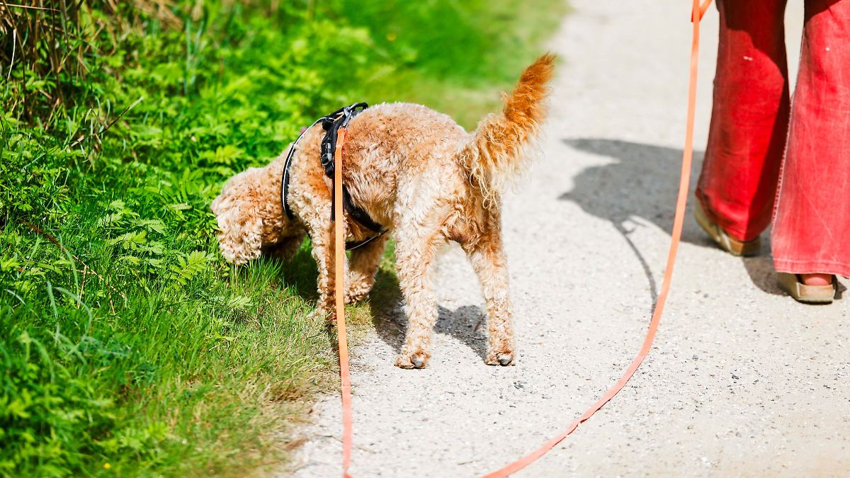 Gemeinden nehmen etwas mehr Hundesteuer ein