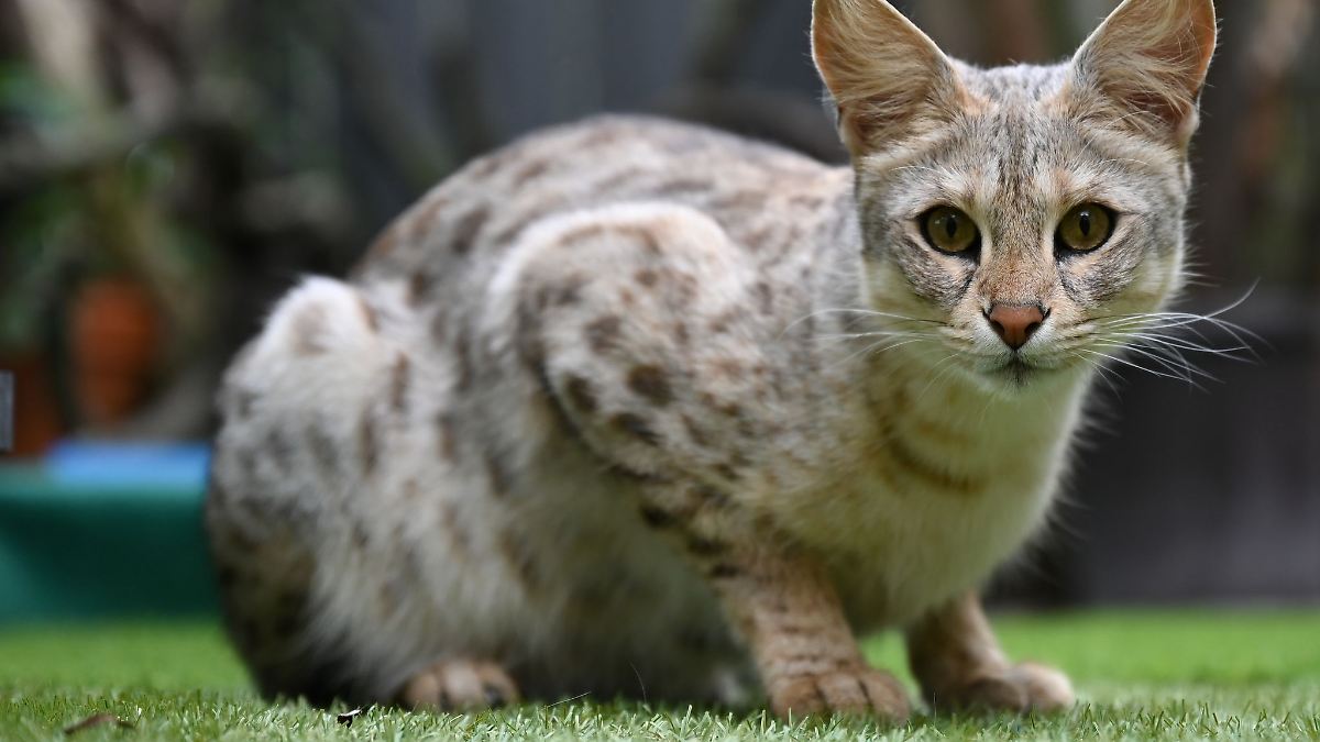 Trotz Justin Bieber: Savannah-Katze aus Wohngebiet verbannt