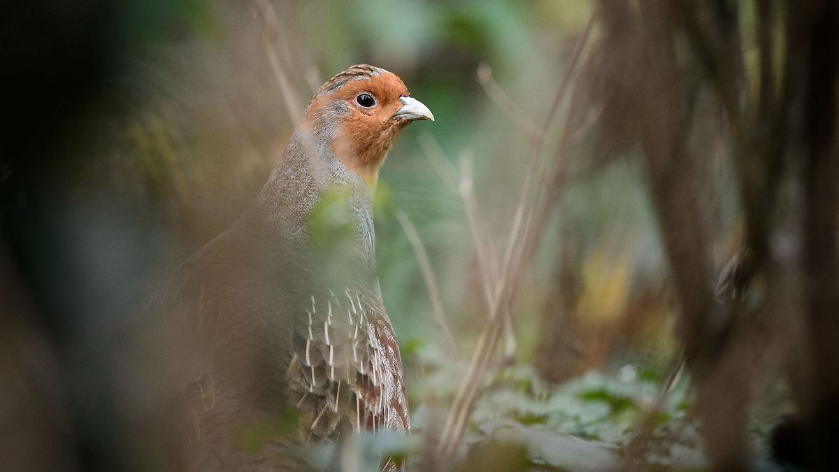 Vogel des Jahres: Rebhuhn ist in Thüringen gefährdet