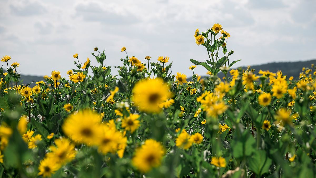 Viele Maisfelder - doch eine andere Pflanze hätte Vorteile
