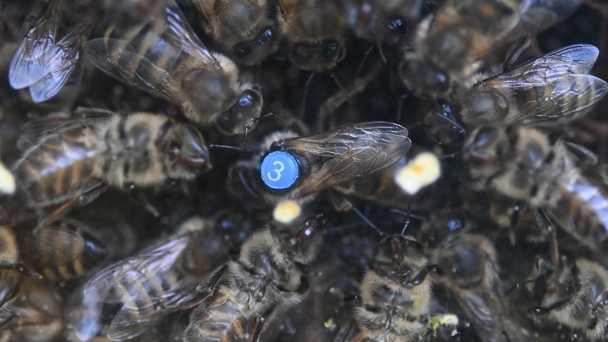 Imker bereiten Bienen auf Winter vor