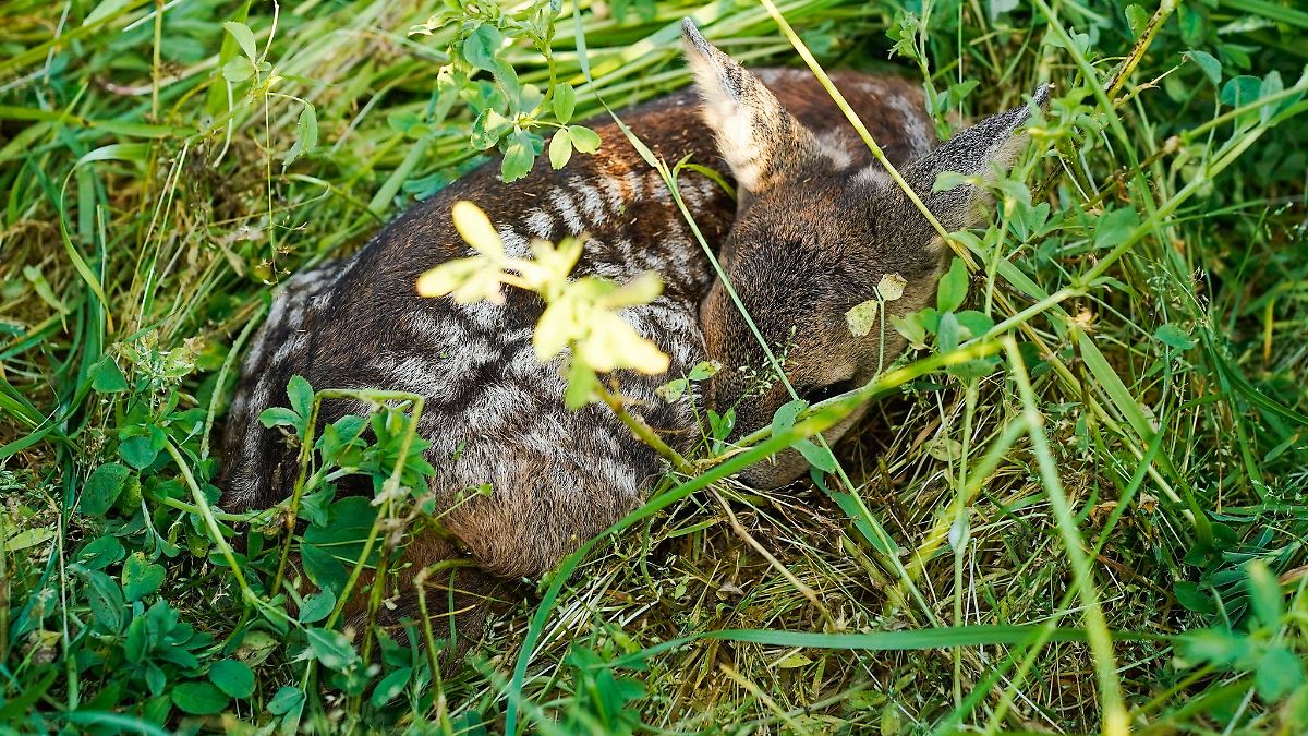 Drohnen mit Wärmebildkameras zur Rehkitz-Rettung