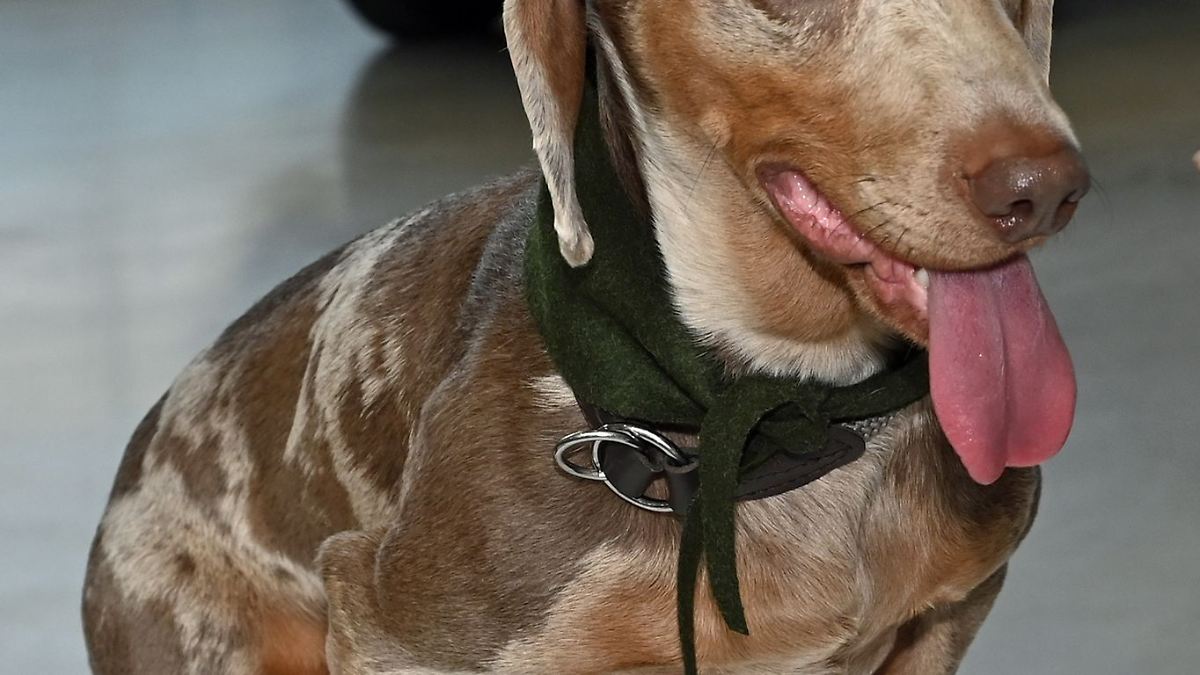 124 Dackel rennen um den Münchner Dackelpreis