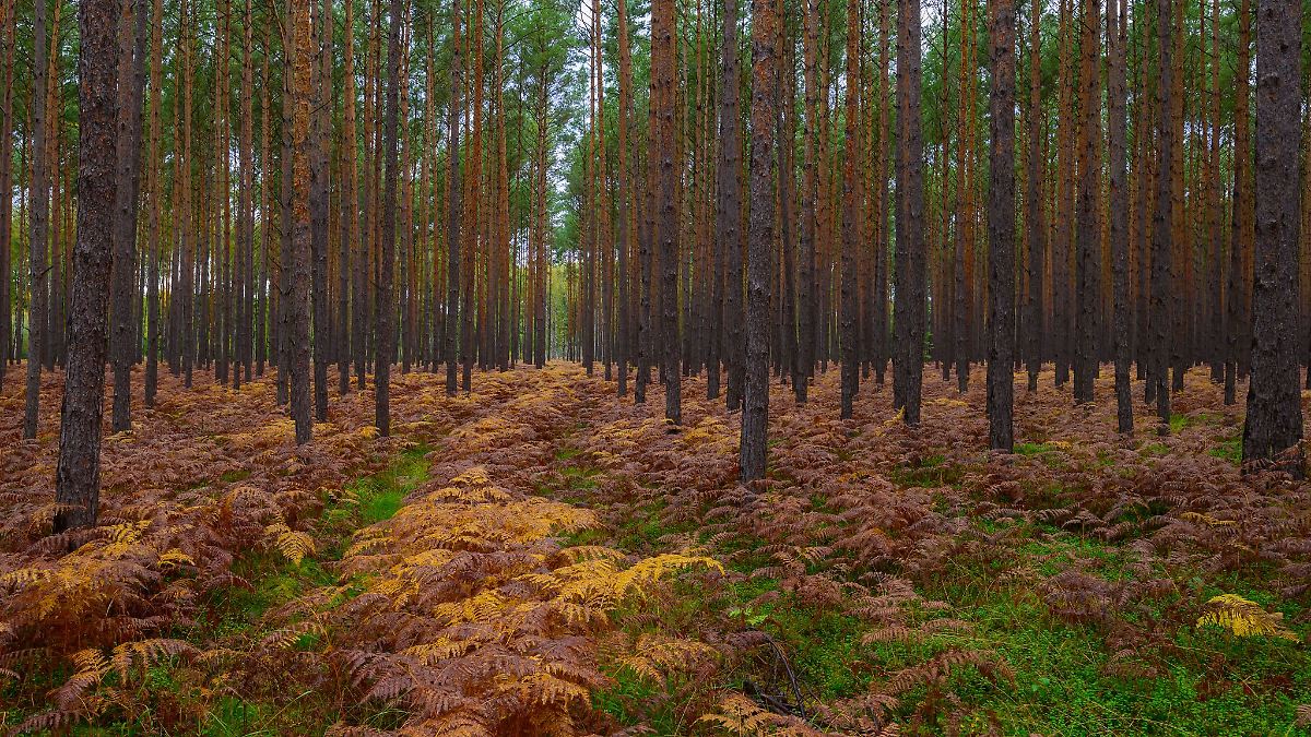 Trübes Wochenende – Sonne zeigt sich erst zum Wochenstart