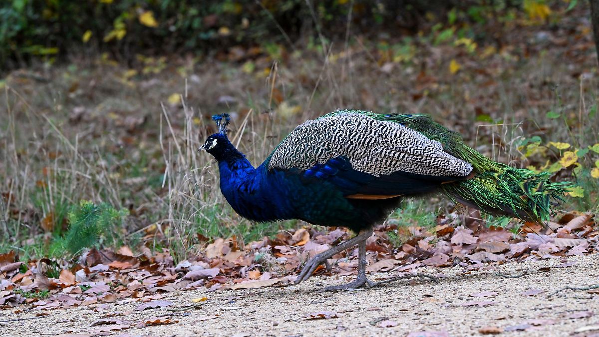Ausgebüxter Pfau auf Bundesstraße ruft Polizei auf den Plan