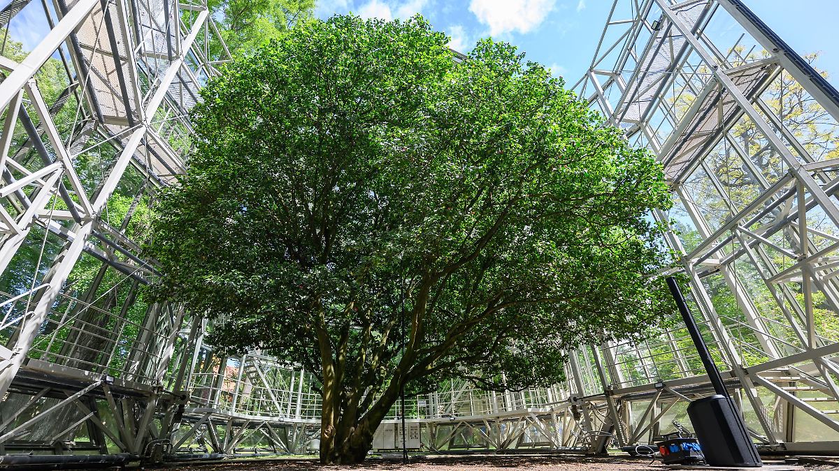 Pillnitzer Kamelie zieht wieder ins Glashaus