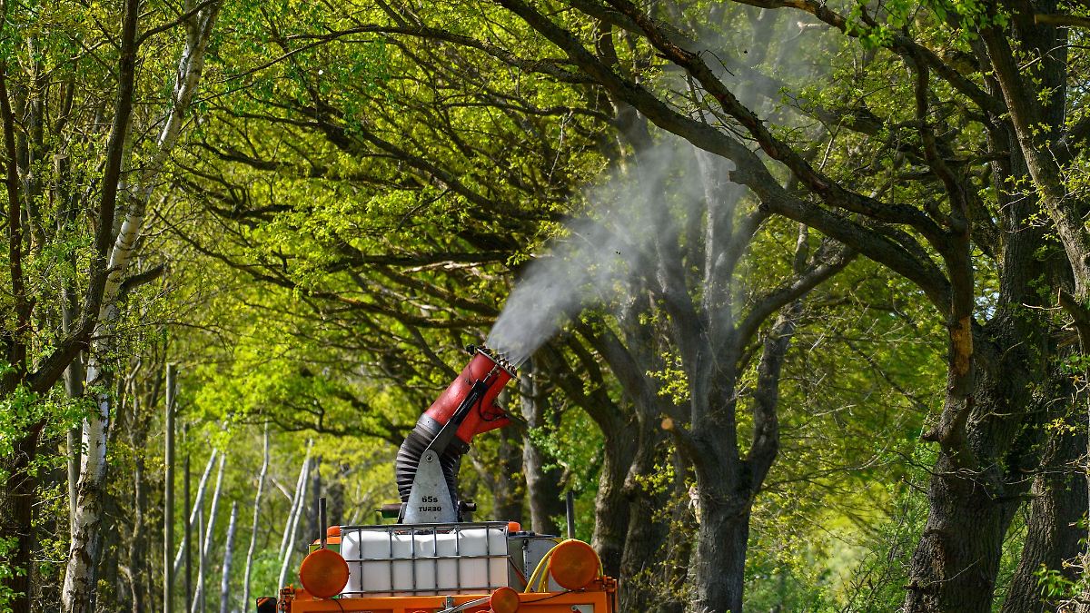 Rekordbefall von Eichenprozessionsspinnern in Dessau