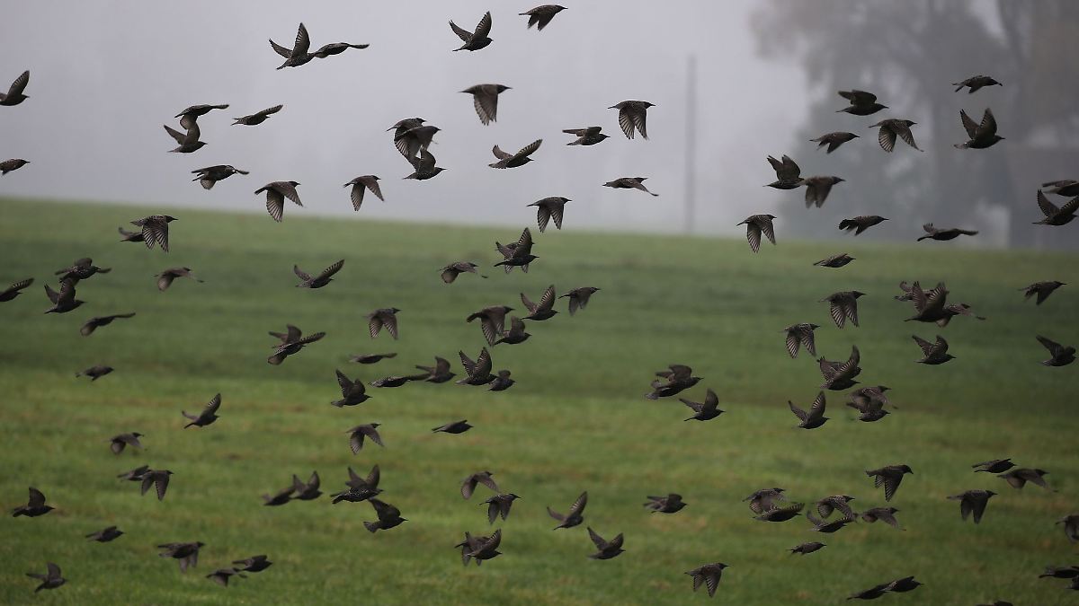Nebel und Nieselregen: Herbstliches Wochenende steht an