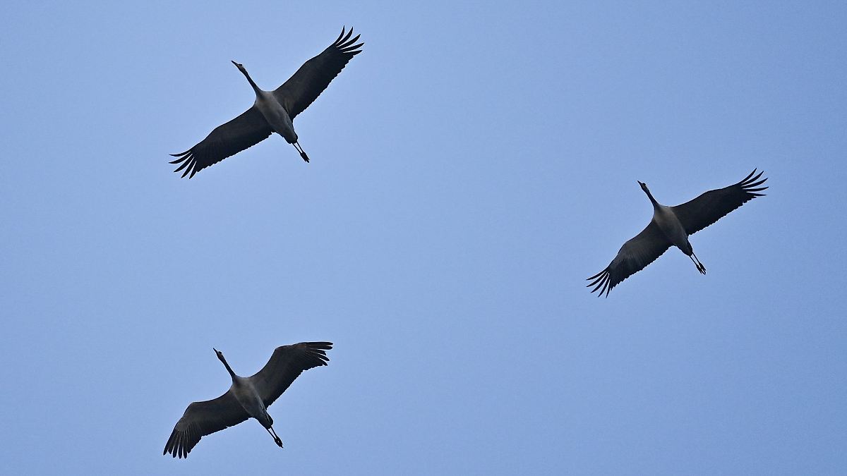 Kranichzug über Bayern – Wo das Naturschauspiel zu sehen ist