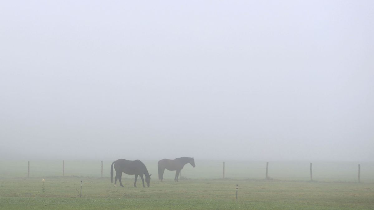 Pferde mit Biomüll gefüttert - Polizei sucht nach Duo