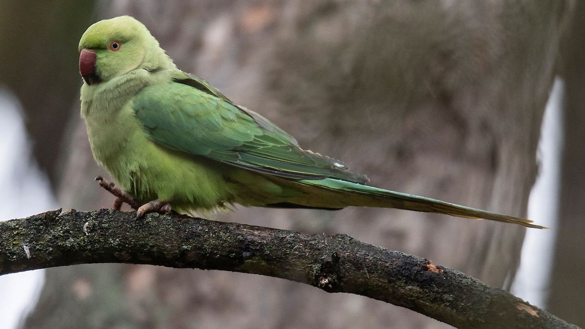 Geschwächter Papagei sucht Zuflucht bei Mann in Freimersheim