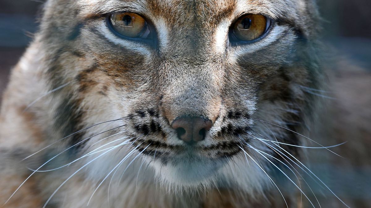 Luchs-Nachwuchs im Thüringer Wald entdeckt