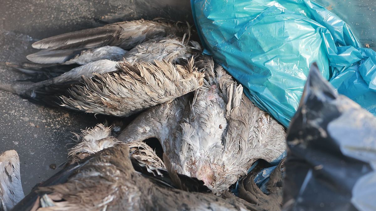 Verdacht auf Vogelgrippe jetzt auch in Stendal