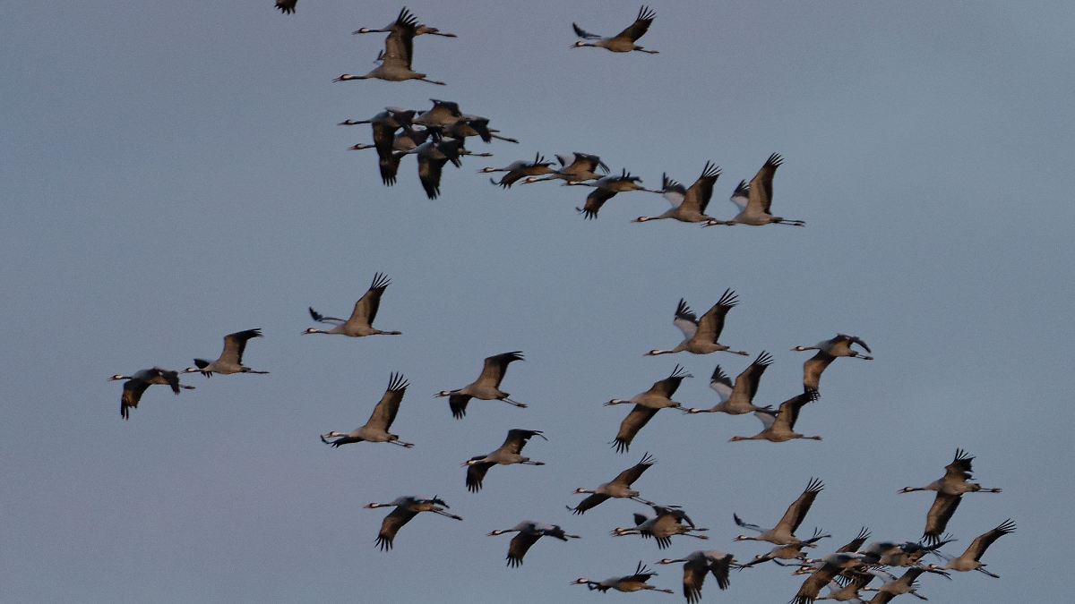 Hunderte tote Kraniche an Linumer Teichen