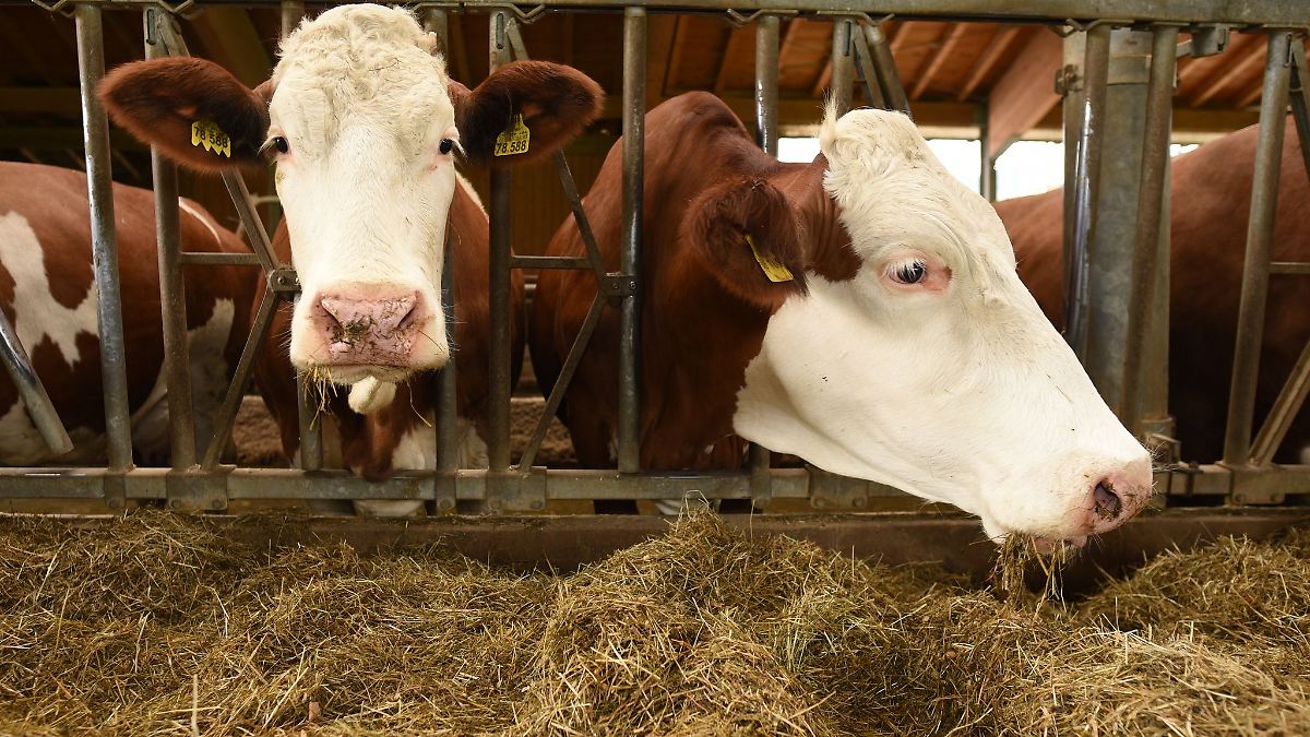 Weiterer Fall von Blauzungenkrankheit festgestellt
