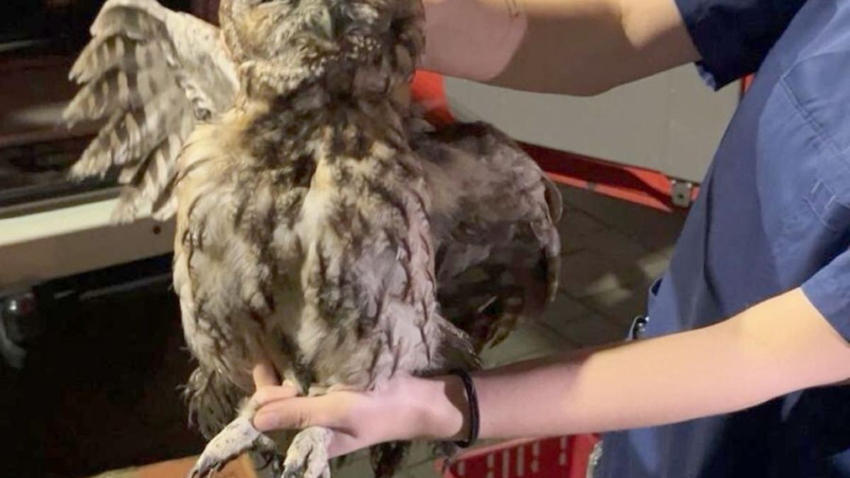 Waldkauz aus Kamin gerettet