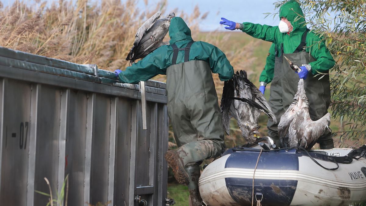 Vogelgrippe breitet sich aus – Hunderte tote Kraniche
