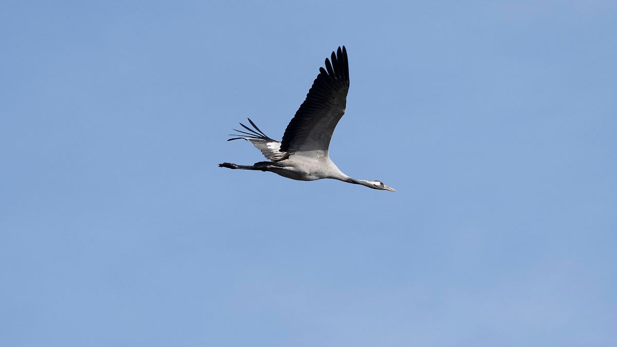 Tote Kraniche bei Linum: Bürgermeister fordert mehr Hilfe