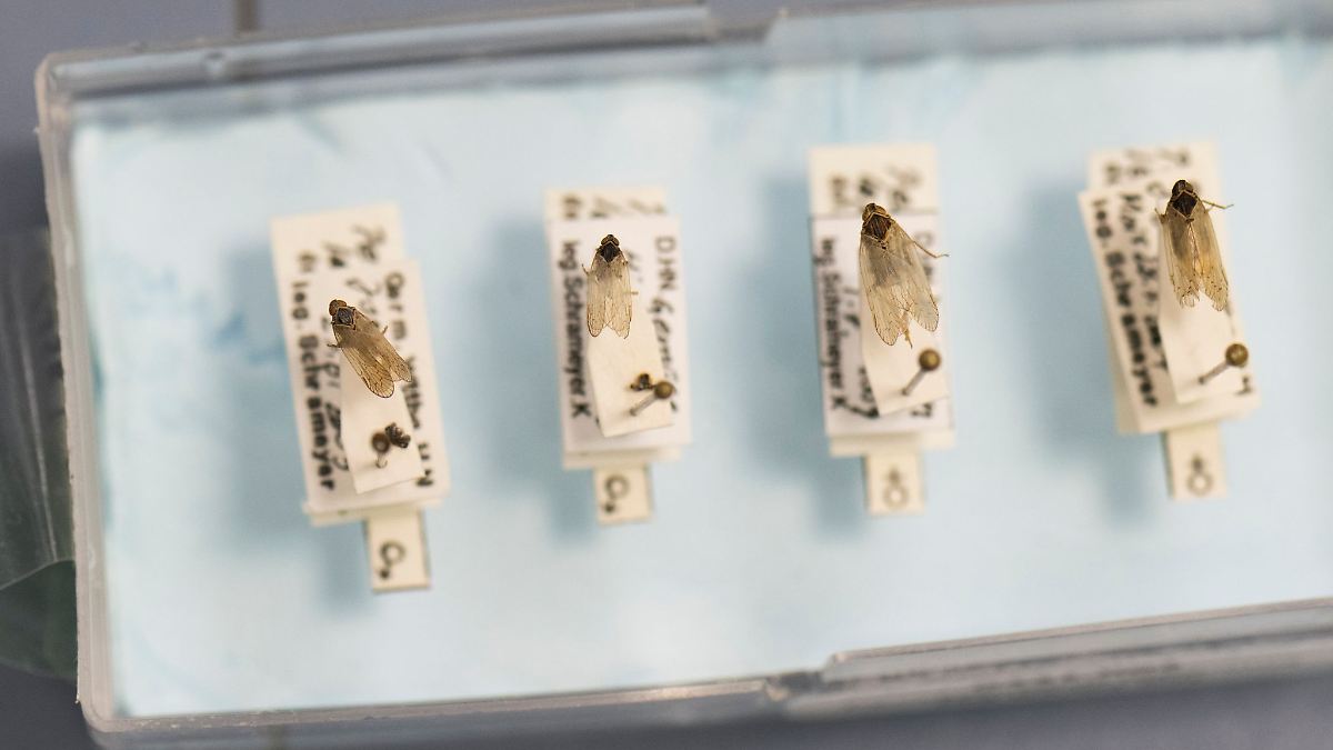 Wie man in der Elbaue der Zikade Herr werden will