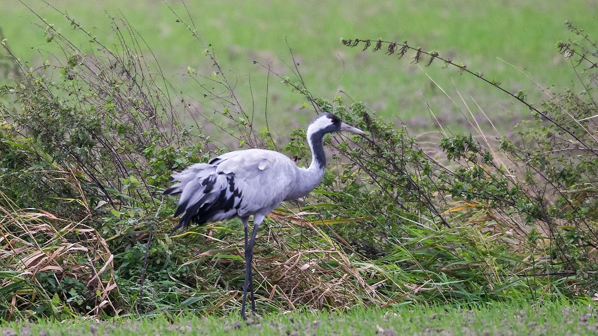 Noch keine Vogelgrippe in Sachsen: Köpping mahnt zu Vorsicht