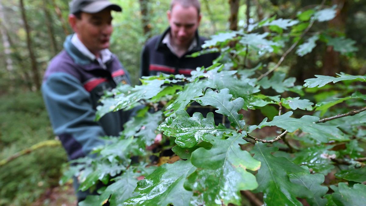 Sachsenforst: Azubis ernten rund 1.400 Kilogramm Eicheln