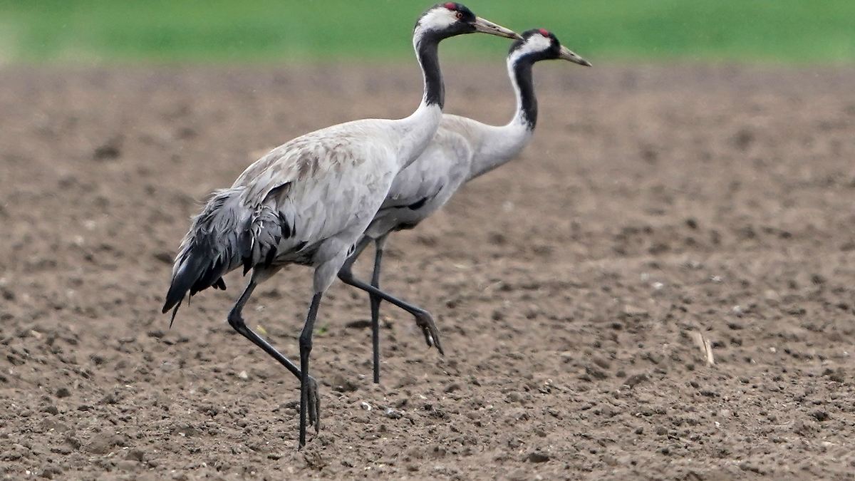 Vogelgrippe bei drei toten Kranichen in Hamburg festgestellt