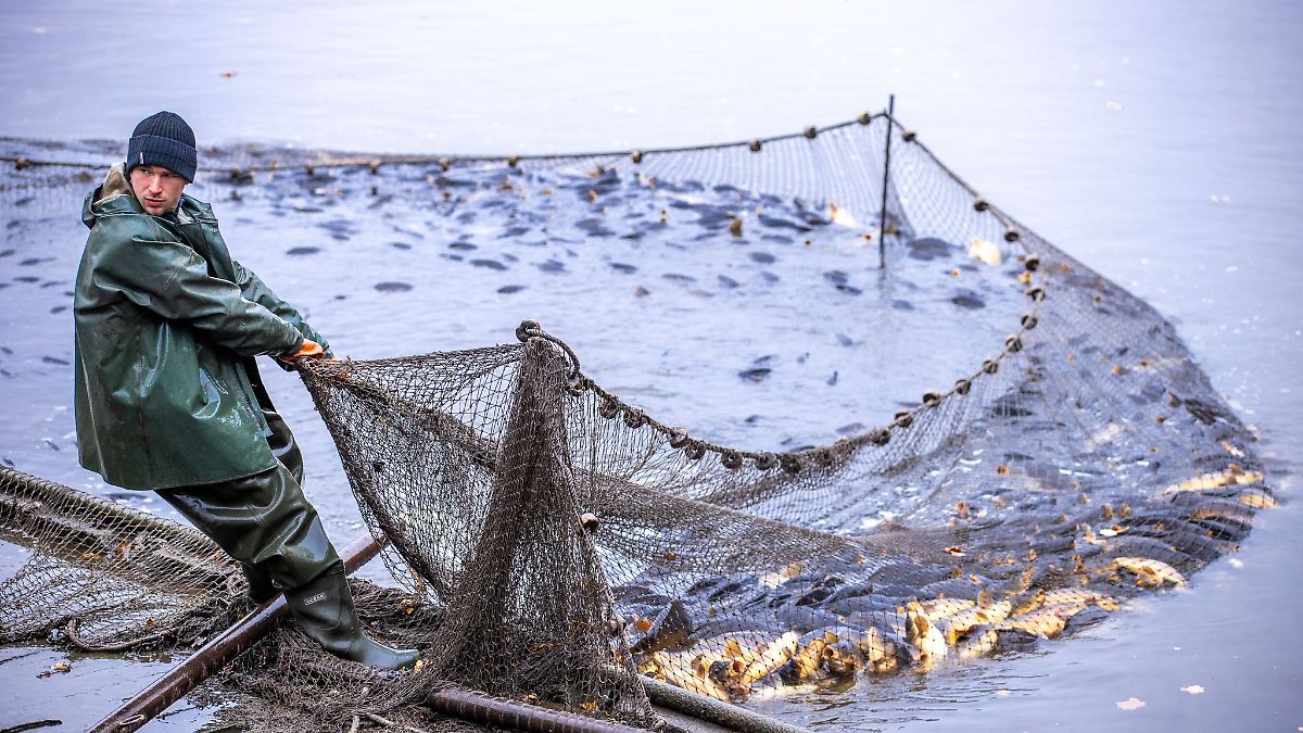 Festliches Abfischen der Karpfenteiche - Neuer Player dabei