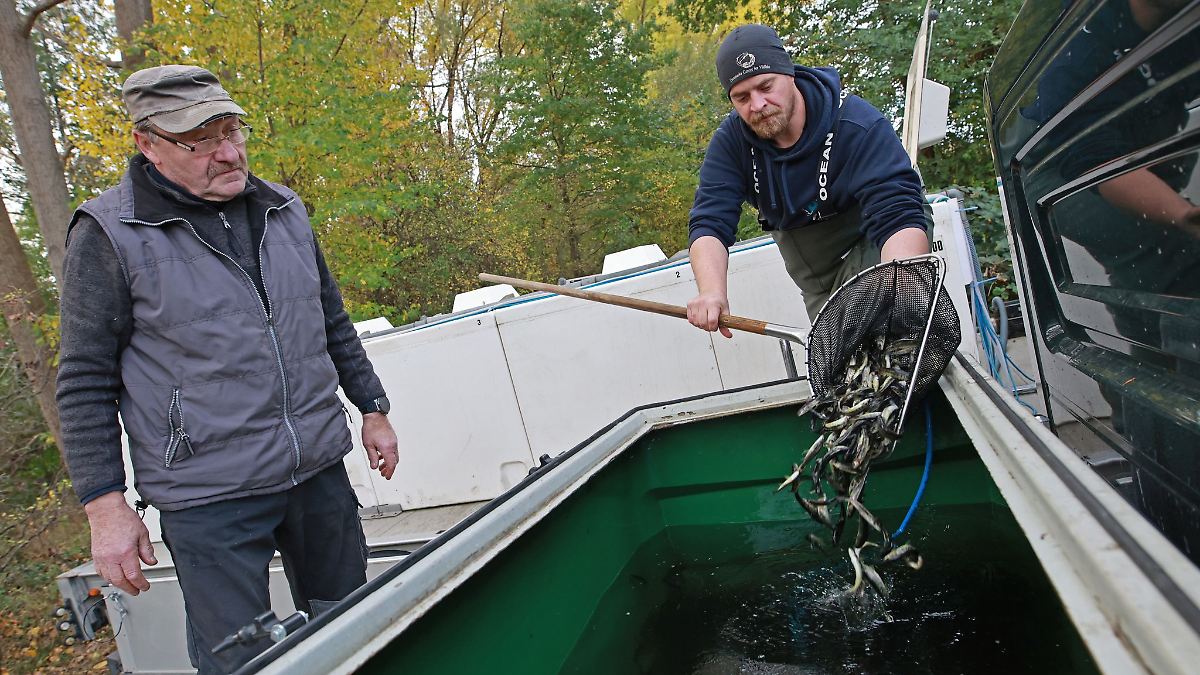 50.000 junge Lachse in die Bode gesetzt