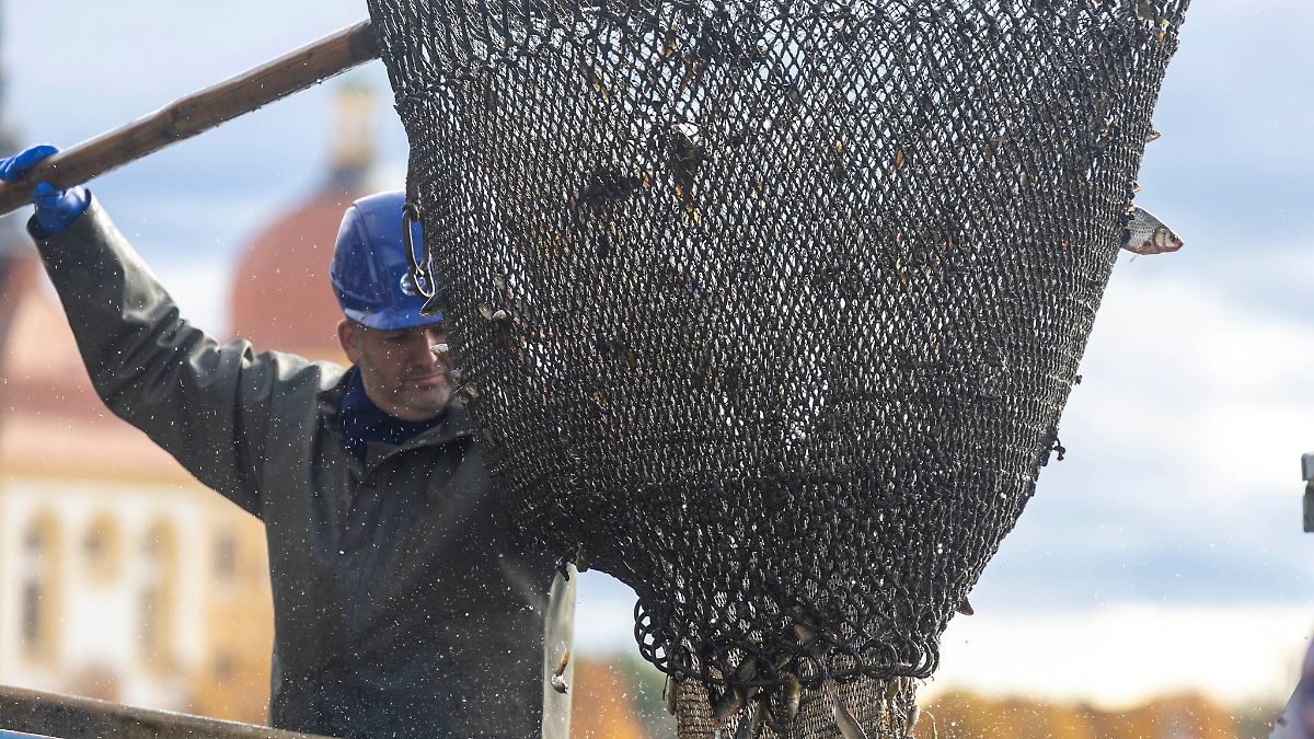 Abfischen am Moritzburger Schloss lockt Besucher an