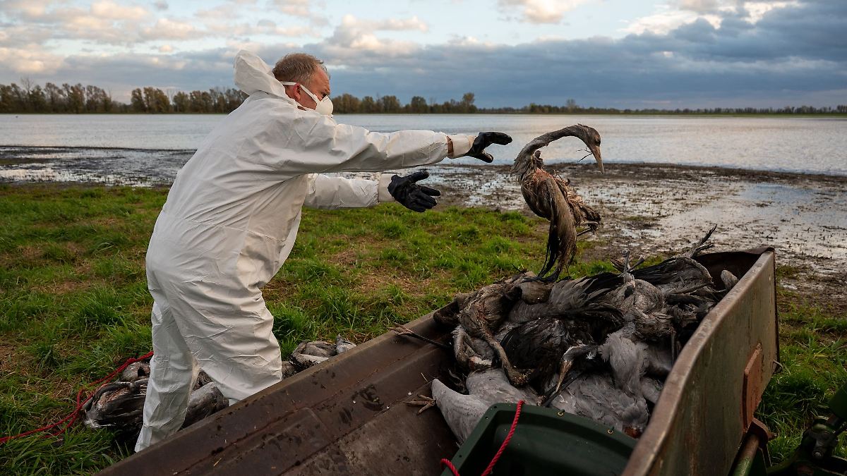 Kranich-Sterben im Teichland - Helfer setzen Einsatz fort