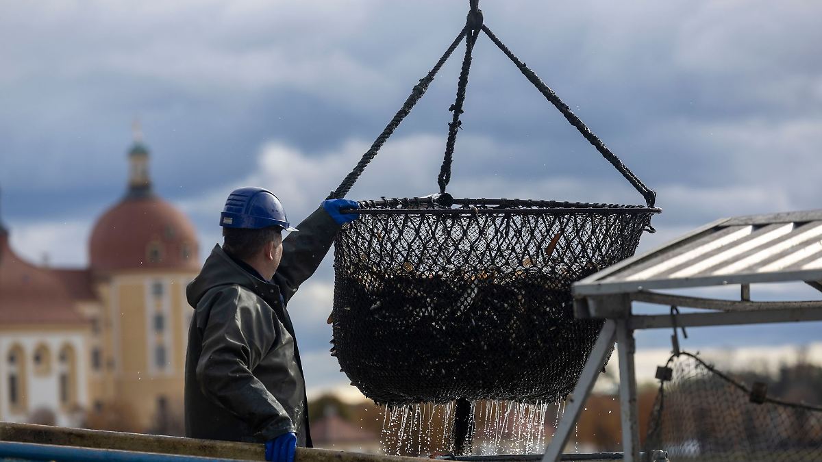 Abfischen am Moritzburger Schloss lockt tausende Besucher an