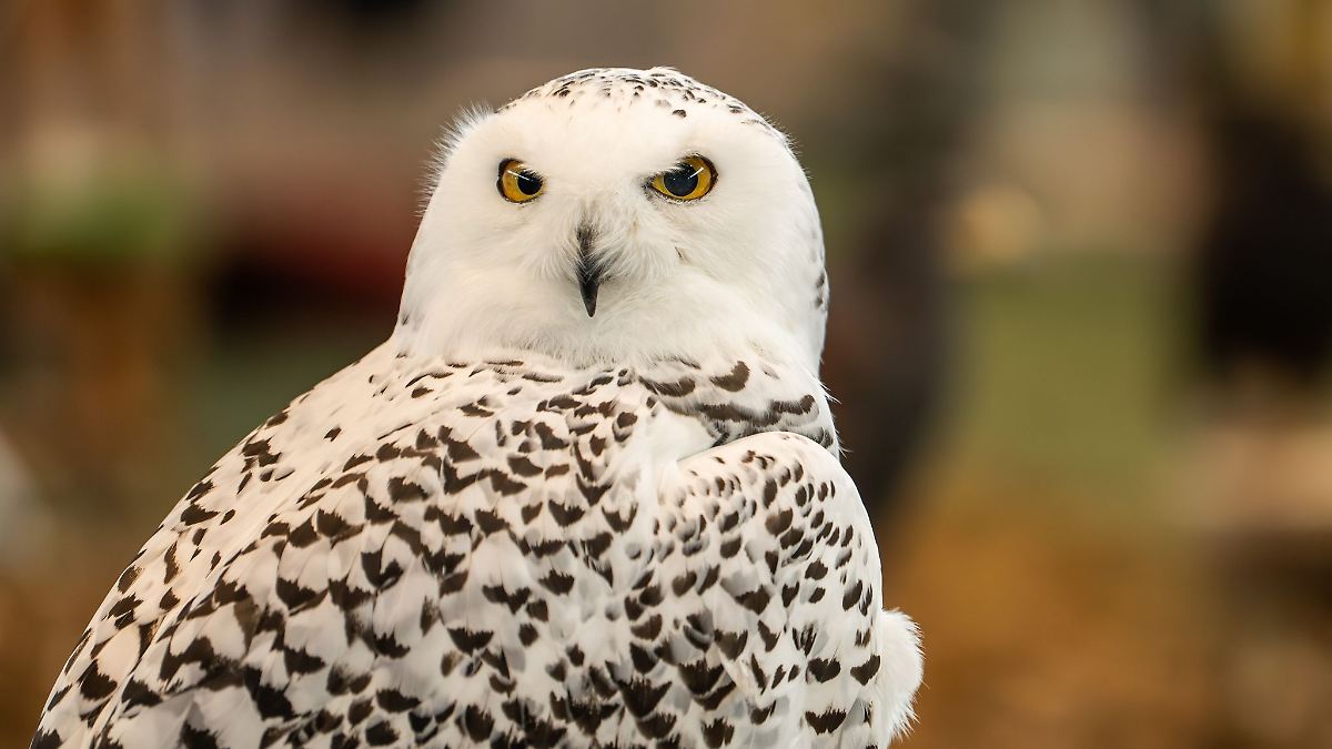 Tierparks treffen Vorkehrungen gegen Vogelgrippe