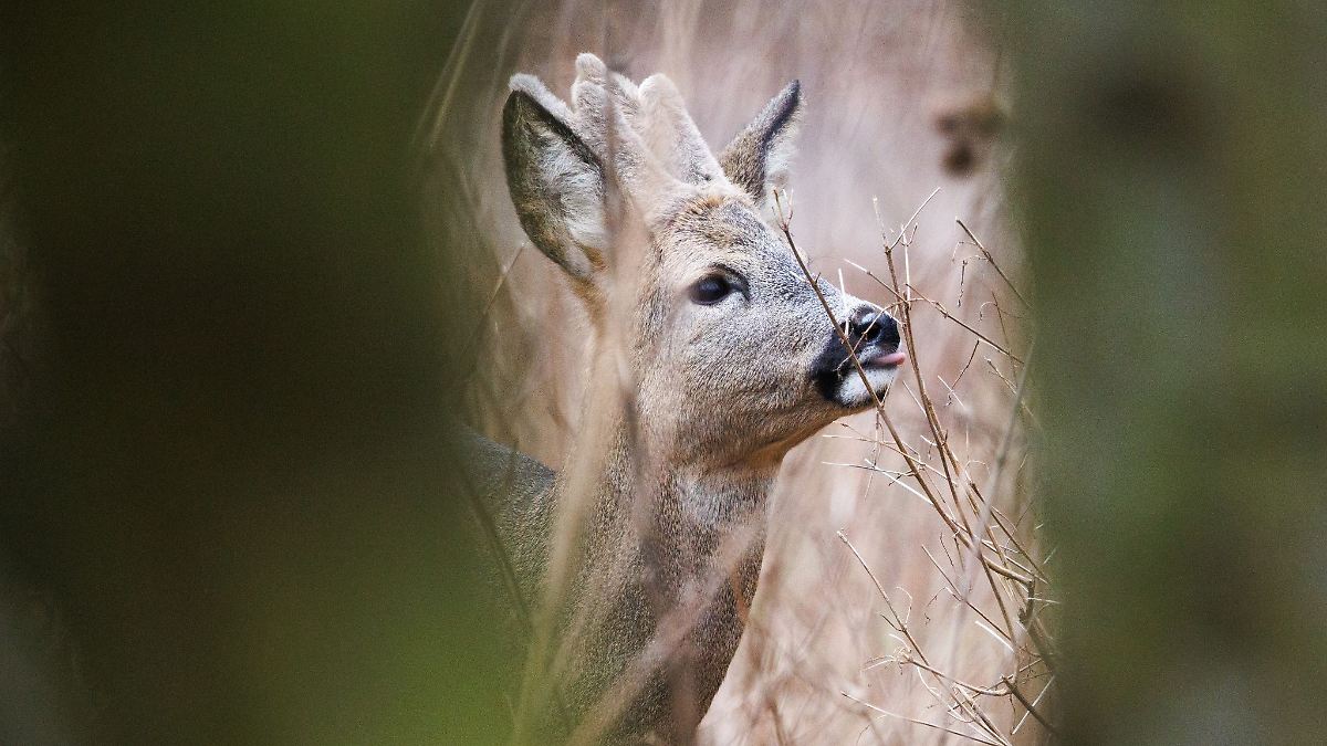Reh in Gehege erschossen - Wilderei?