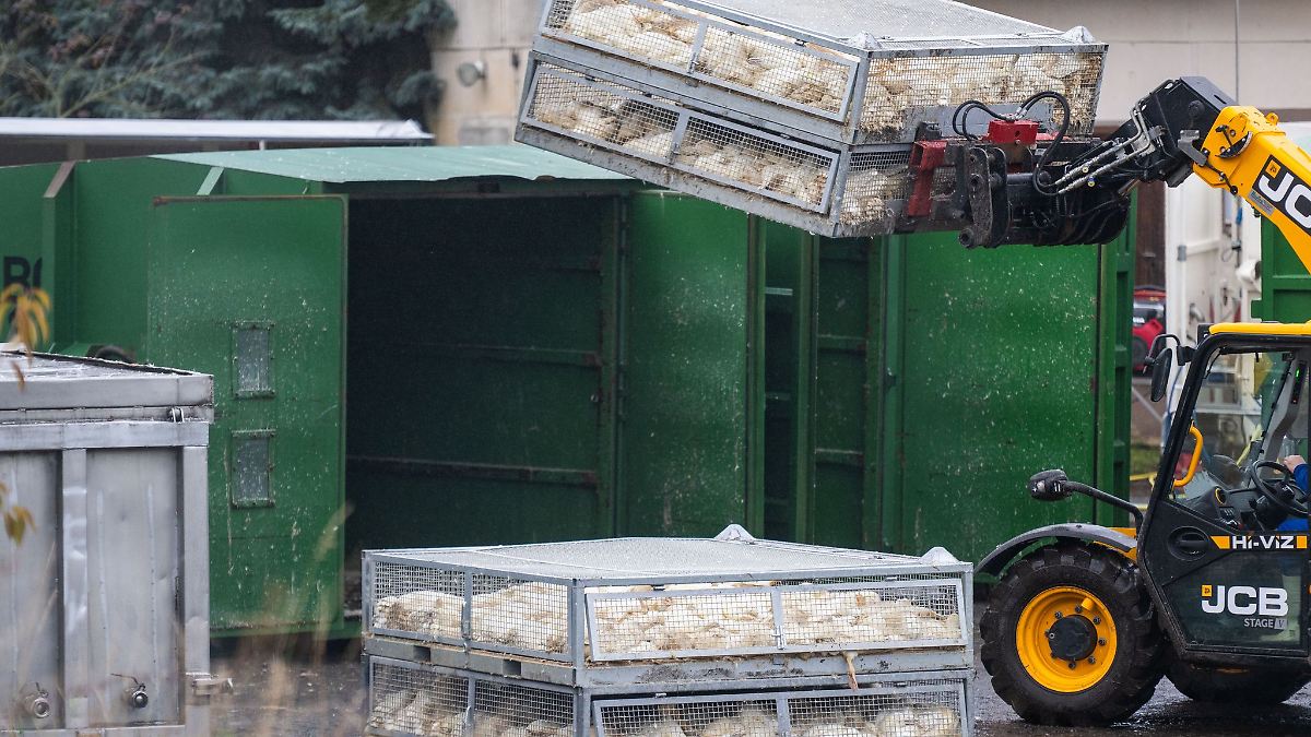 Vogelgrippe weitet sich auch in MV aus