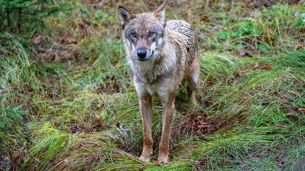 Land setzt Abschussgenehmigung für Wolf wieder in Kraft