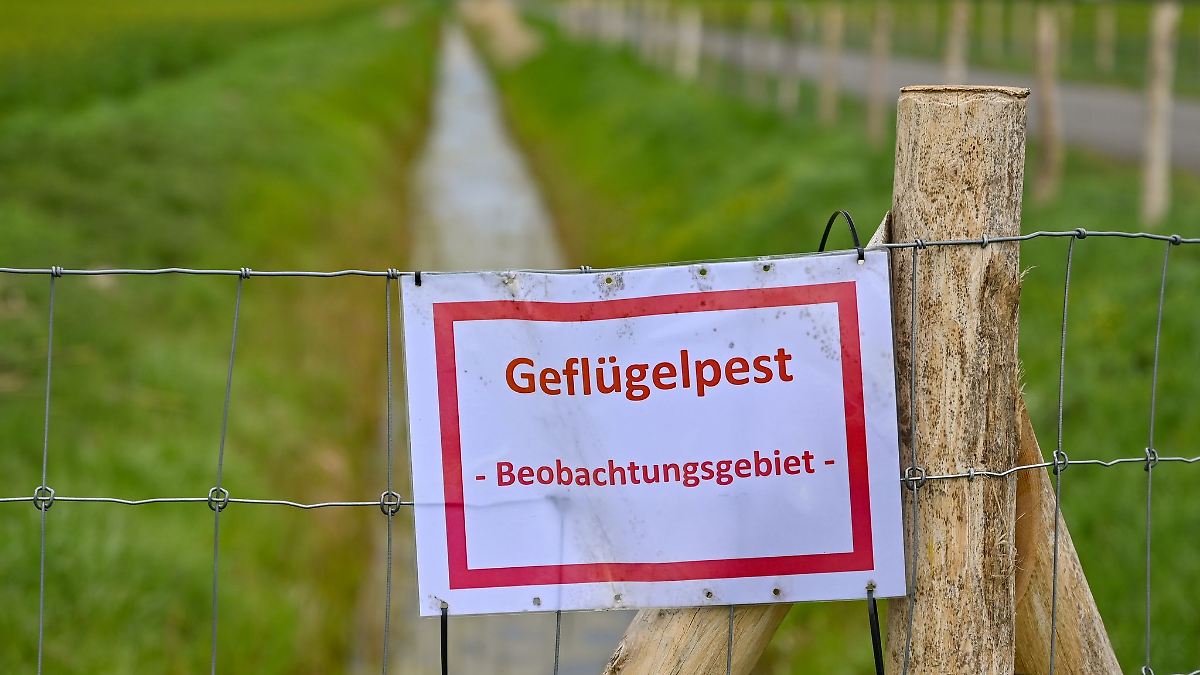 Vogelgrippe: Stadt Magdeburg verhängt Stallpflicht