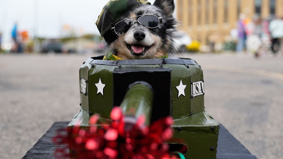 Keine Kostüme für Hund und Katze – Warnung zu Halloween
