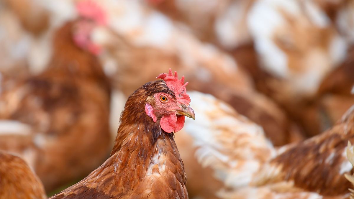 Vogelgrippe: 40.000 Legehennen werden getötet