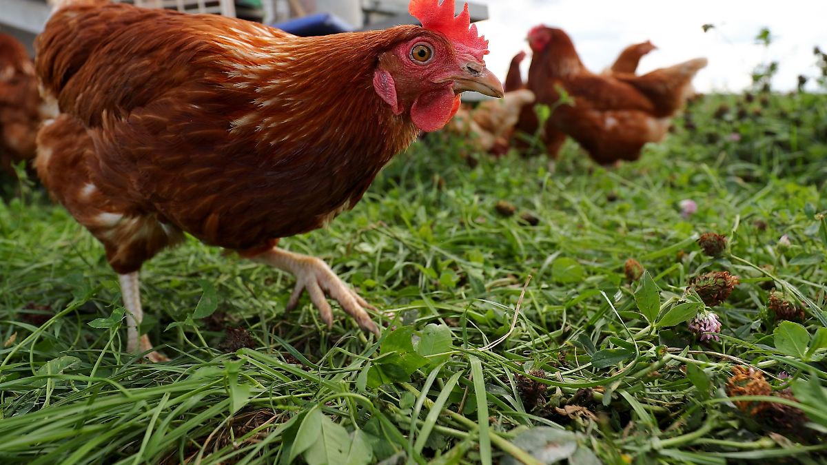 Saalfeld-Rudolstadt stoppt Geflügelverkauf wegen Vogelgrippe