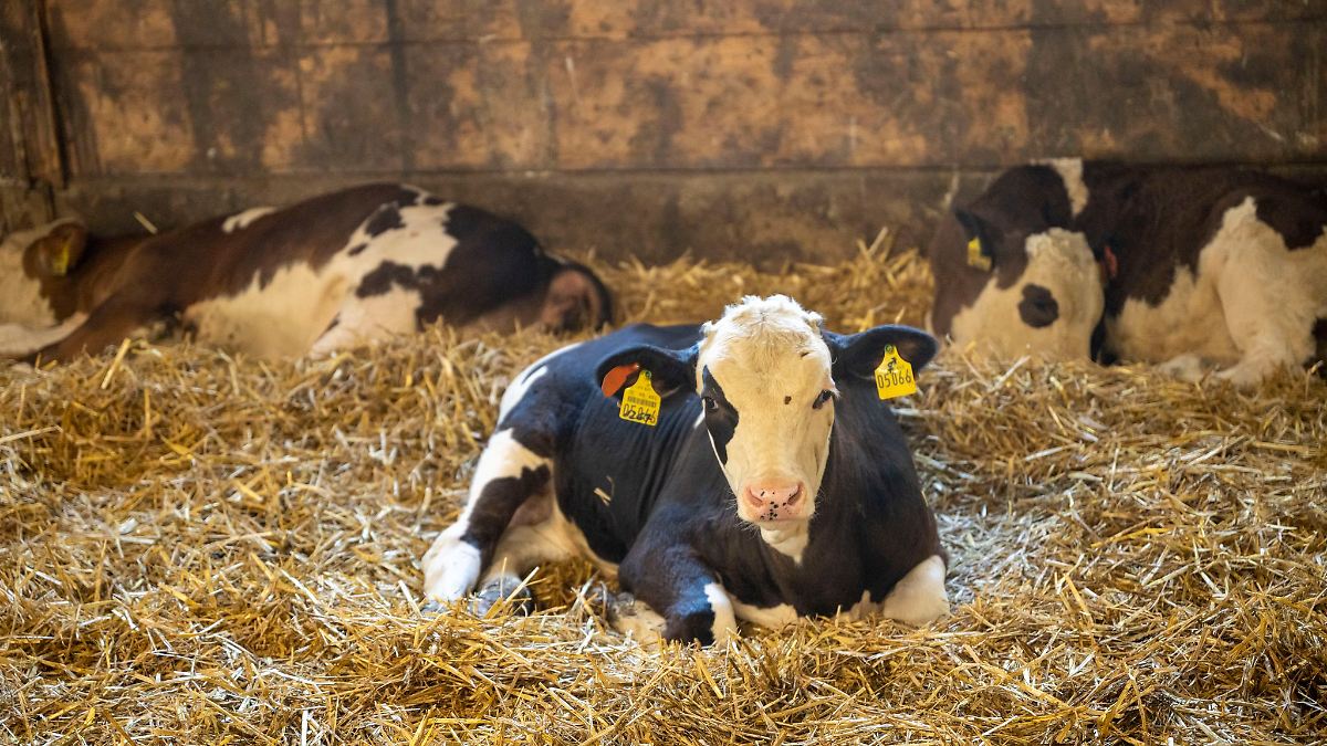 Land verbietet Kastration junger Kälber ohne Betäubung