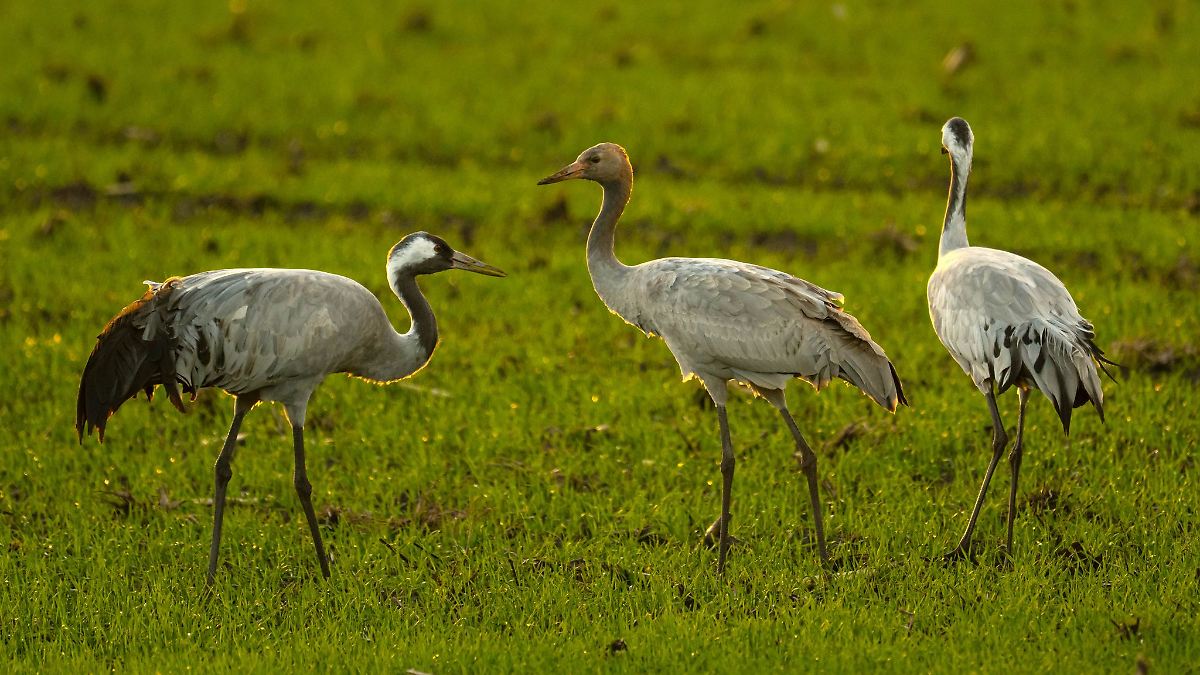 Bestätigter Vogelgrippe-Ausbruch im Westerwaldkreis