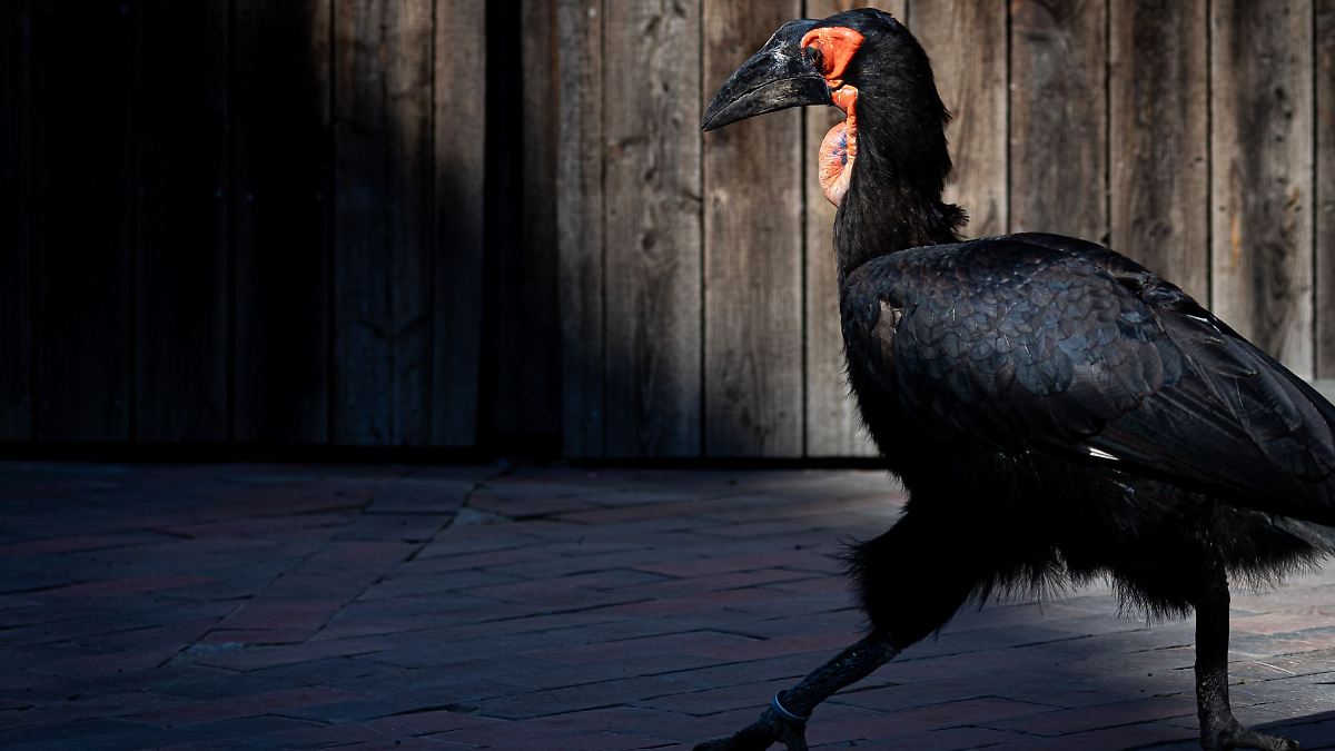 Zoos schützen Nandus, Keas und Co. vor Vogelgrippe
